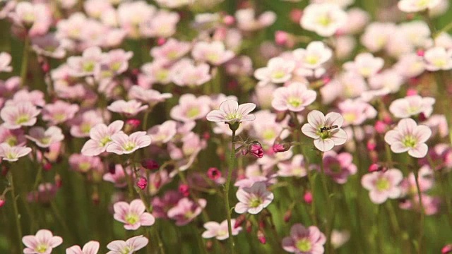 明亮的花朵背景视频素材