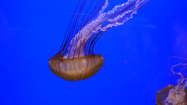 水下水母特写视频素材