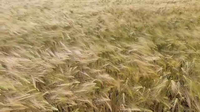 空中特写:在午后的阳光下飞过麦田视频素材