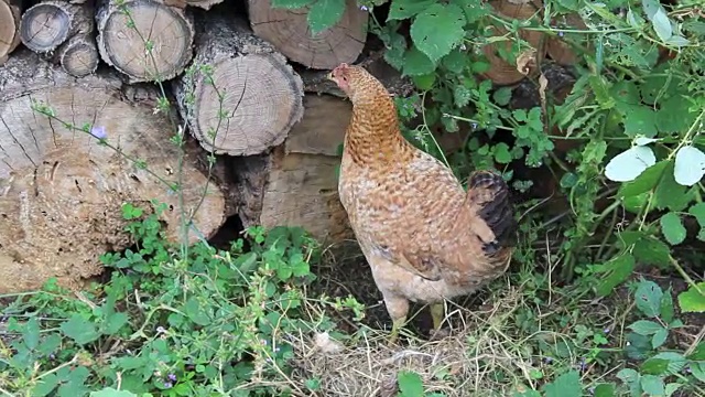 鸡肉和日志视频素材