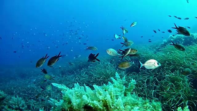 在地中海潜水视频素材