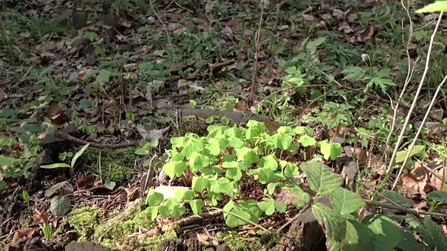 春天大自然的野生森林，新叶盛开视频素材