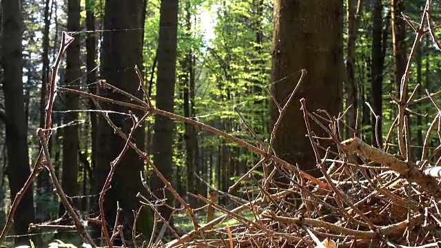 像蜘蛛网一样的干燥树枝落在森林的地面上视频素材