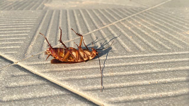 接近蟑螂移动临死前，超高清4k 3840x2160。视频素材