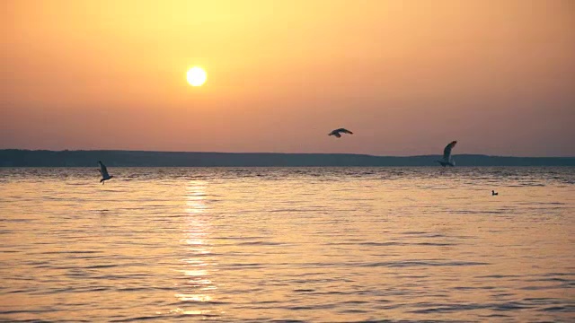 黄昏时，海鸥慢镜头地飞过湖面视频素材