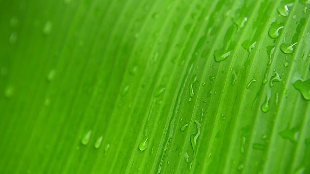 雨点落在香蕉叶上。视频素材