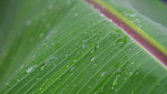 雨点落在香蕉叶上。视频素材