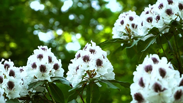 白色的杜鹃花在令人惊叹的模糊背景上。视频素材