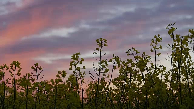 风电场中种植油菜种子植物视频素材