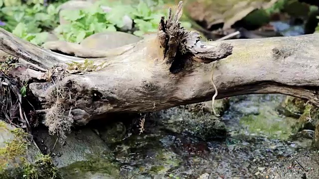 森林中的一条小河。视频素材