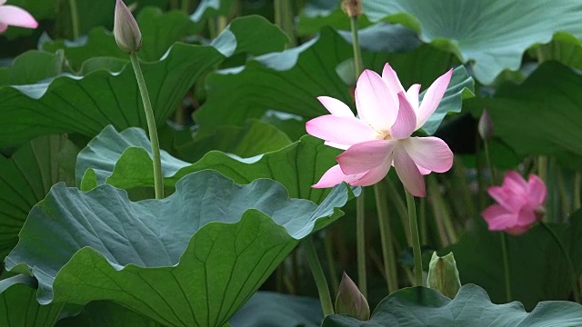 粉红色的荷花和叶子在争风夺水视频素材