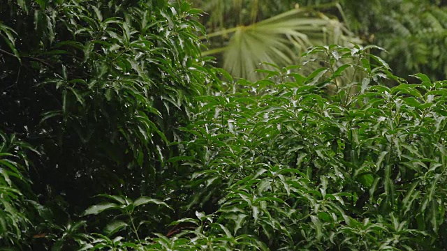 热带降雨，深圳，中国视频素材