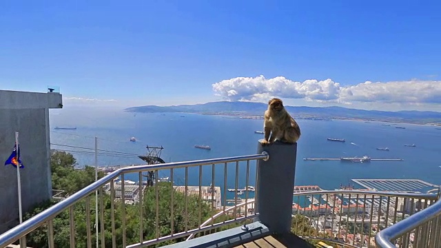 直布罗陀猴子全景视频素材