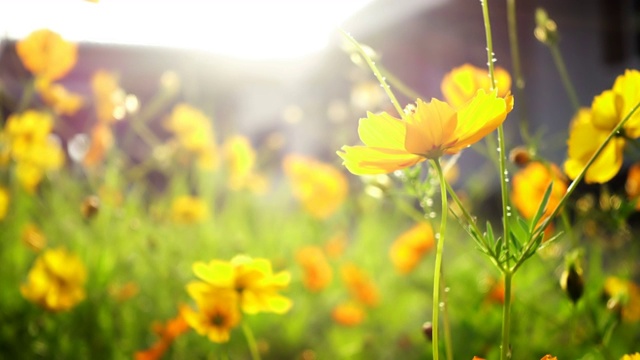 特写的黄色宇宙花与阳光在花园里视频素材