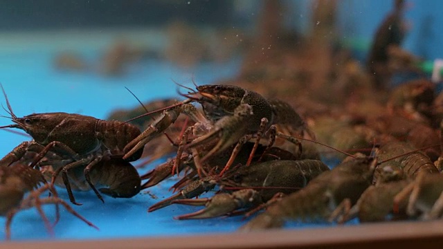 水族馆里有很多小龙虾在干净的水中。视频素材