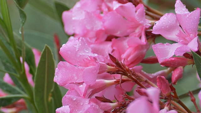 粉红雨湿花视频素材