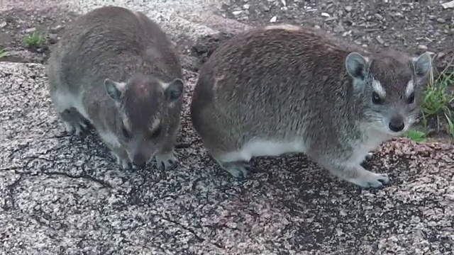 一些岩石岩狸视频素材