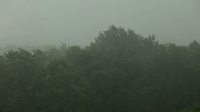 大雨和大风使树木摇晃。飓风。视频素材