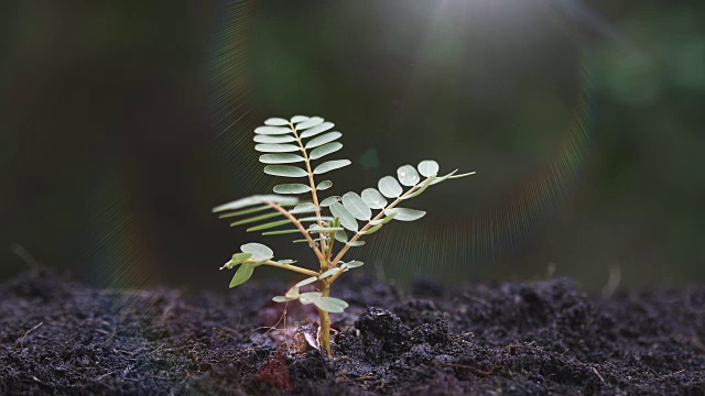 女人用手给一株小植物浇水。视频素材