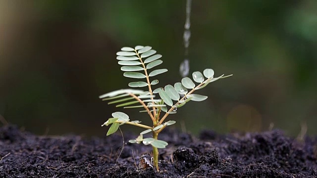 女人用手给一株小植物浇水，动作缓慢。视频素材