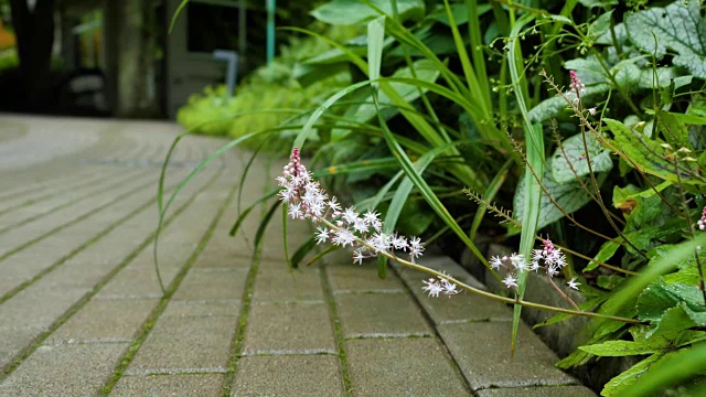 美丽的花朵沿着道路在公园里。视频素材