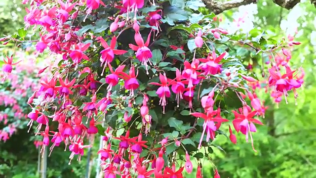 美丽的粉红色紫红色花朵。视频素材