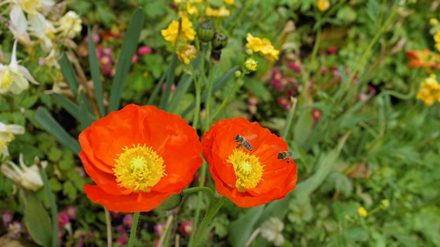 蜜蜂给花园里的橙色花授粉。视频素材