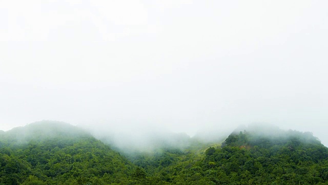 热带雨林中弥漫着薄雾。视频素材