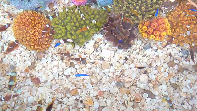 水族馆鱼类视频素材