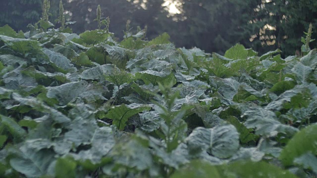 绿牛蒡的叶子在森林里随风摇动。自然界中平稳的运动视频素材