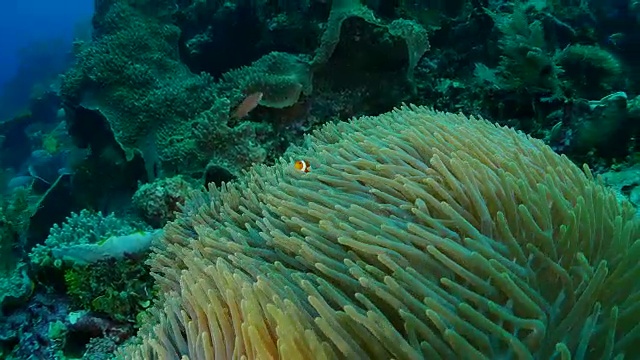 海葵和小丑鱼，共生关系视频素材