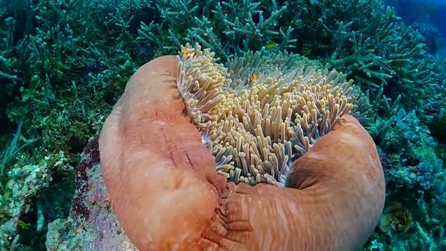 海葵和小丑鱼的共生关系视频素材