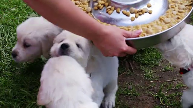 金毛猎犬的幼犬正在进食视频素材