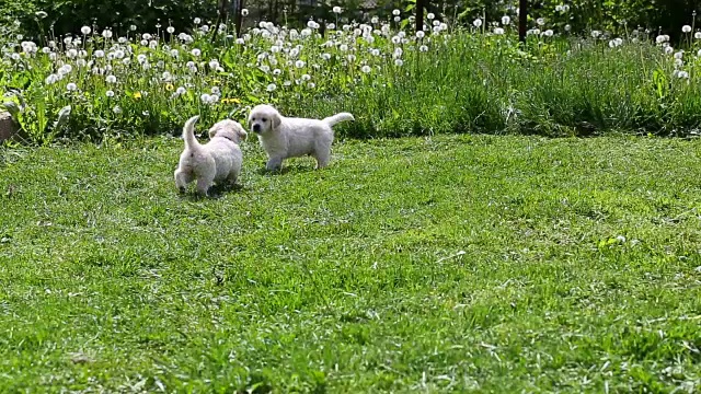 小狗金毛猎犬在草地上奔跑视频素材