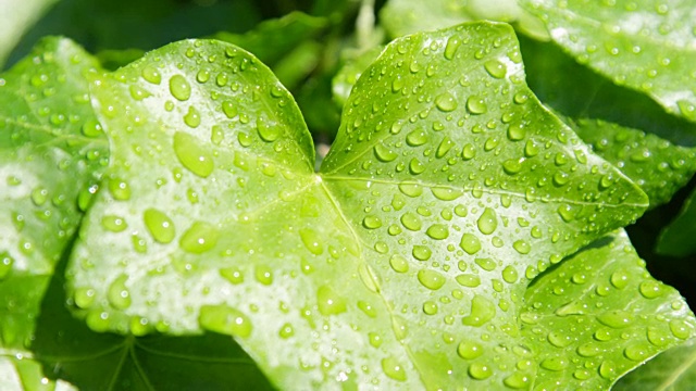 慢镜头特写:在阳光明媚的日子里，雨点落在郁郁葱葱的常春藤叶子上视频素材