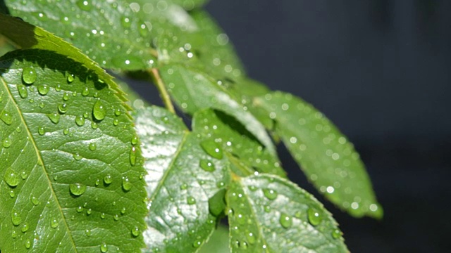 雨后在阳光明媚的日子里，雨滴落在郁郁葱葱的绿色玫瑰叶子上视频素材