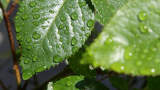 雨后在阳光明媚的日子里，雨滴落在郁郁葱葱的绿色玫瑰叶子上视频素材