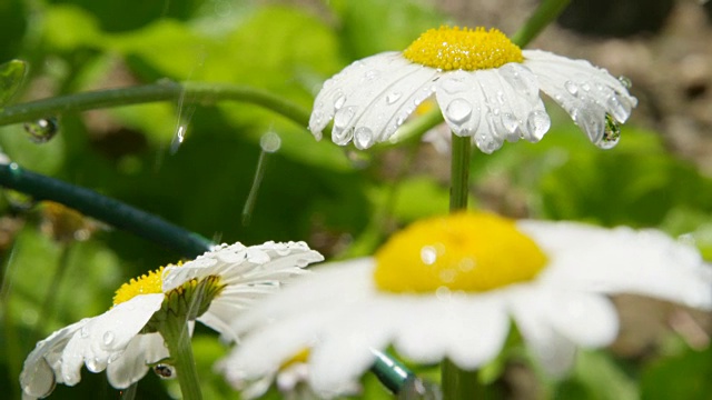 慢镜头特写:雨后的春天，水滴滴落在白色雏菊上视频素材