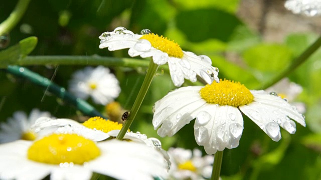 慢动作近景DOF:雨点在潮湿的春天落在白色雏菊花上视频素材