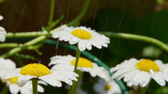 慢镜头特写:雨点落在春天的白色雏菊花上视频素材