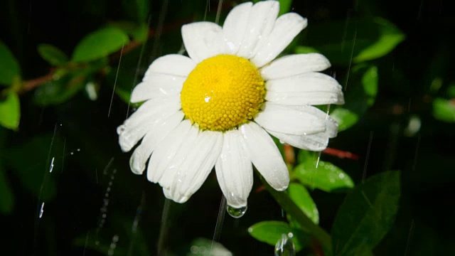 慢镜头近距离拍摄:在盛开的春天，雨点落在雏菊花上视频素材