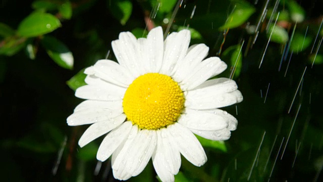 慢镜头近距离观察:大雨中的雨滴落在白色雏菊花上视频素材