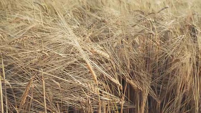 田里金黄色的麦穗。视频素材