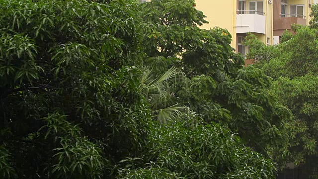 热带雨降雨;现场的声音视频素材