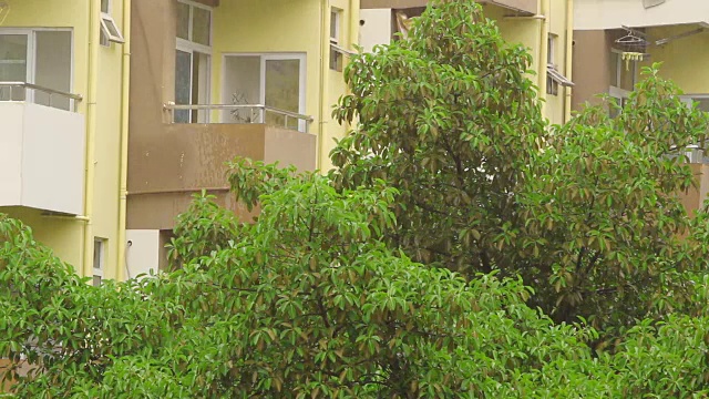 热带雨降雨;现场的声音视频素材