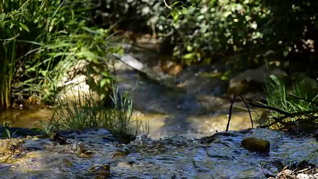 有水的小溪视频素材