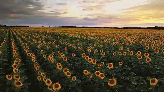 鸟瞰图:低空飞过日落时分的向日葵田。向前飞行和垂直平移。视频素材