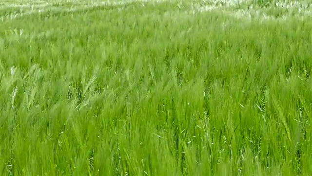 田野绿油油的麦浪被风吹动，大自然的背景，千山万水视频素材