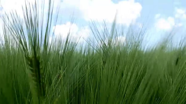 田野绿油油的麦浪被风吹动，大自然的背景，千山万水视频素材