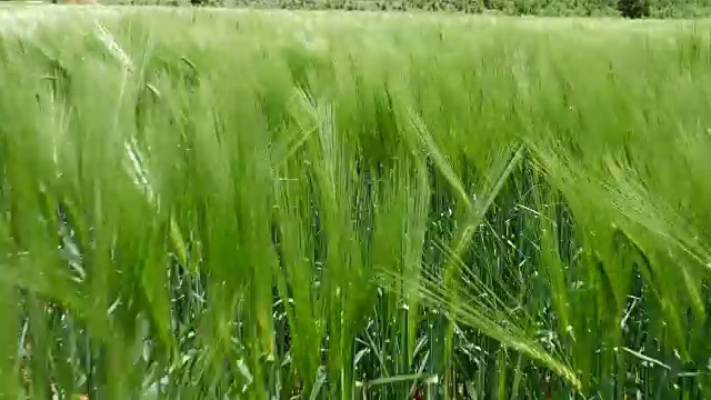 田野绿油油的麦浪被风吹动，大自然的背景，千山万水视频素材